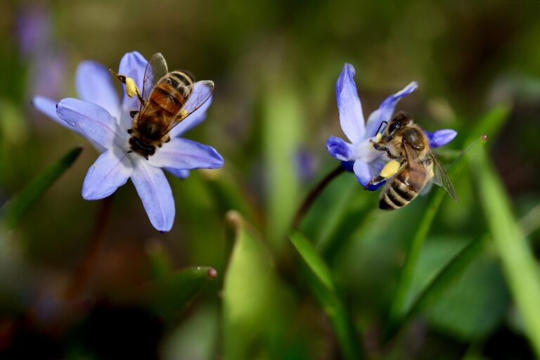 bees-7873791_1280